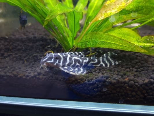 Breeding L333 King Tiger