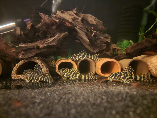 L134, Peckoltia Compta, Breeding, Pleco