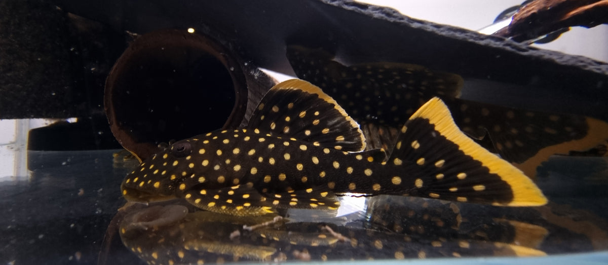 L177 Gold Nugget Sunken Belly Treatment| Pleco Hub