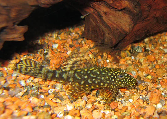 Signs of Successful Pleco Breeding in a Home Aquarium