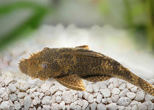 Complete Guide to Breeding and Caring for Healthy Pleco Fish