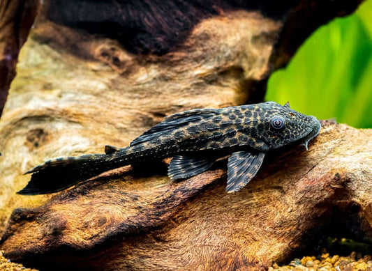 Best Foods That Support Healthy Pleco Breeding and Development
