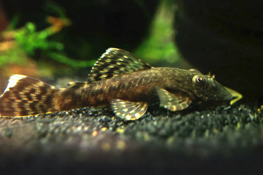 Understanding Pleco Behaviour During Breeding Season