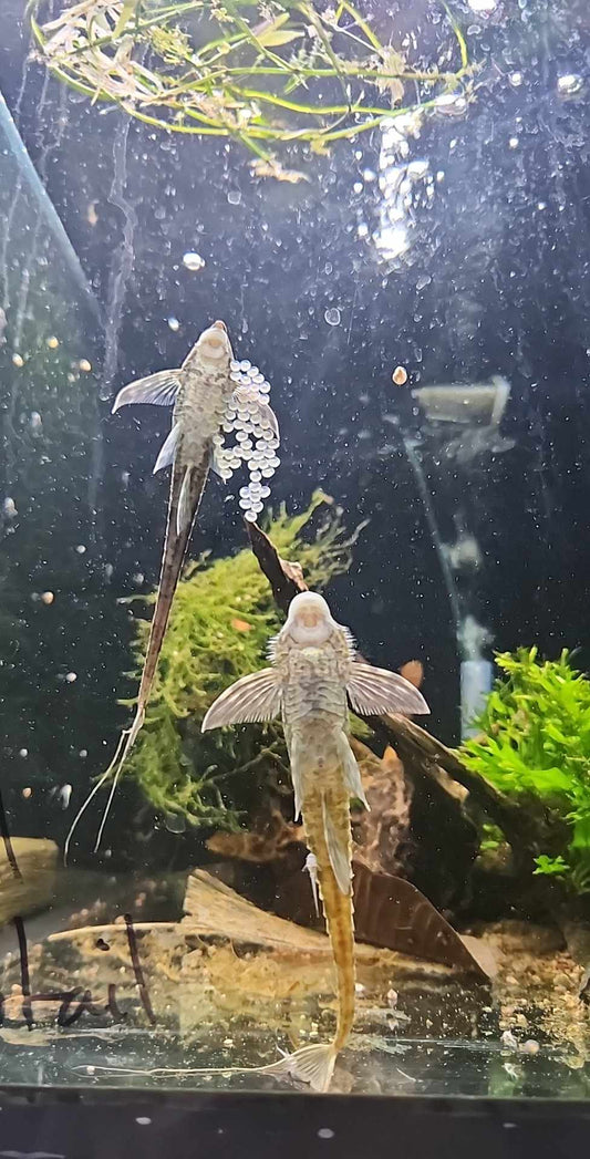 Raising Royal Whiptail Fry Experiment