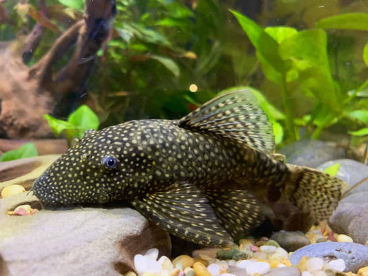 Pleco Care Mistakes