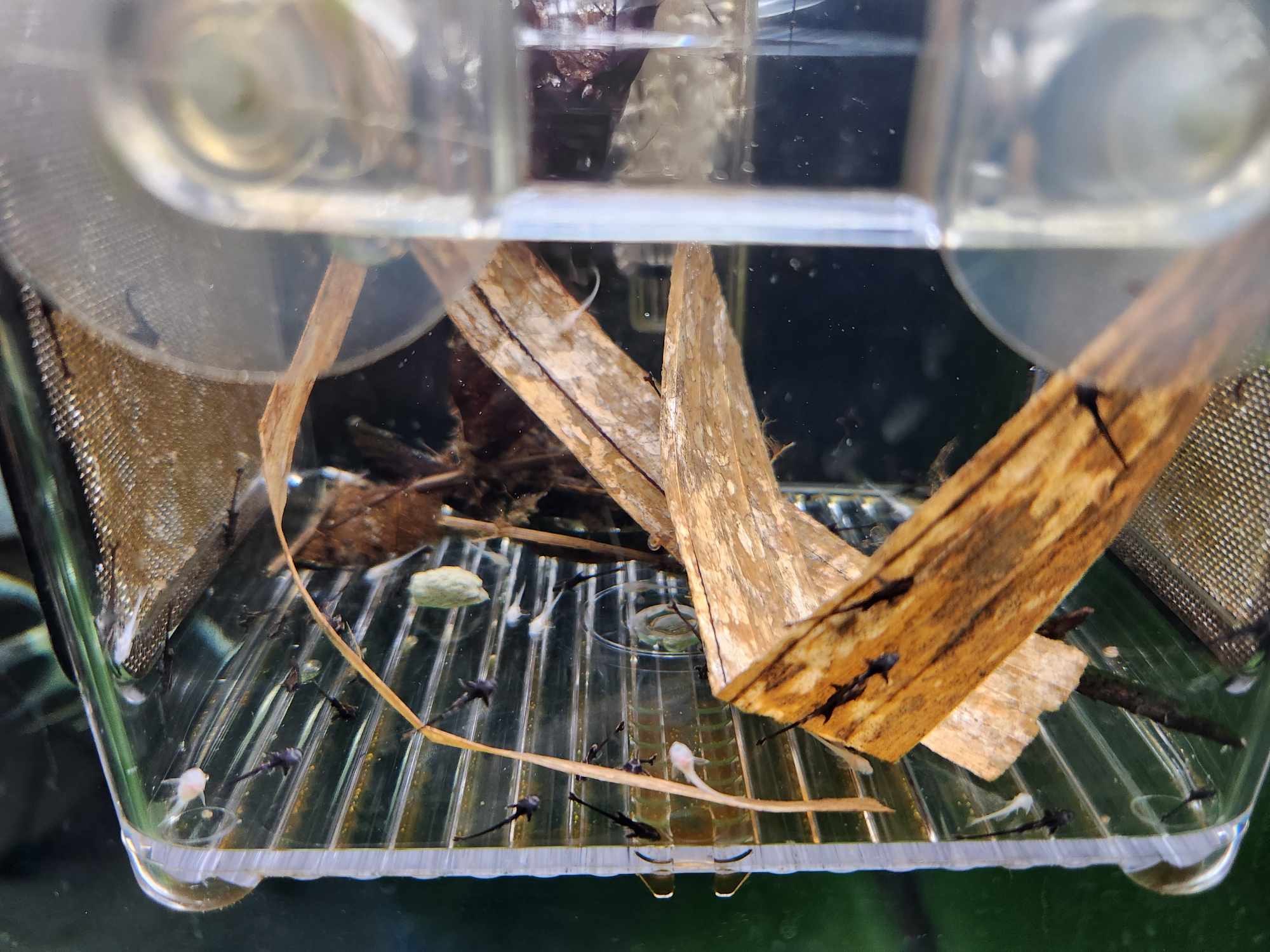 Raising Royal Whiptail Fry Experiment Part 2 – Pleco Hub